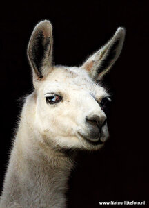 ansichtkaart lama
