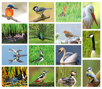 ansichtkaarten vogels