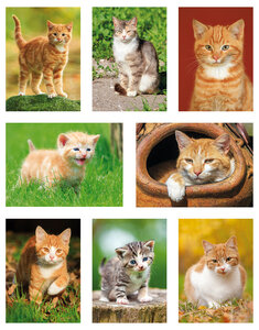 katten ansichtkaarten set