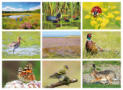 natuur ansichtkaarten 