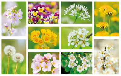 bloemen kaarten