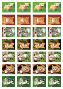 Beloningsstickers school | katten