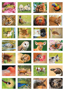 Beloningsstickers school - dieren