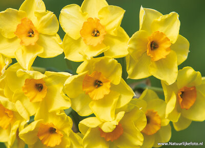 Narcissen kaart / ansichtkaart