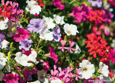 Bloemenbak met geraniums en Petunia's kaart / ansichtkaart