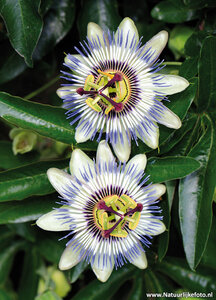 Passiebloem kaart, ansichtkaart Passieflora