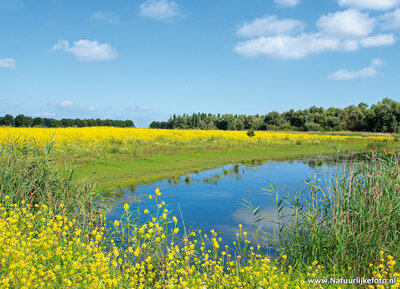 ansichtkaart Oostvaardersplassen