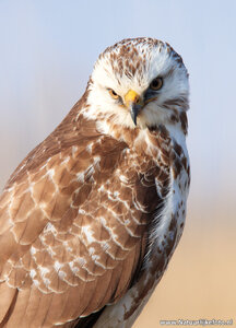 ansichtkaart buizerd