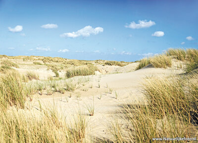 ansichtkaart duinen