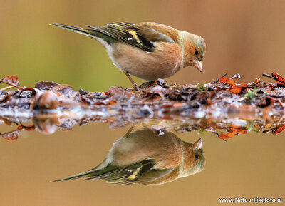 ansichtkaart vink in de herfst