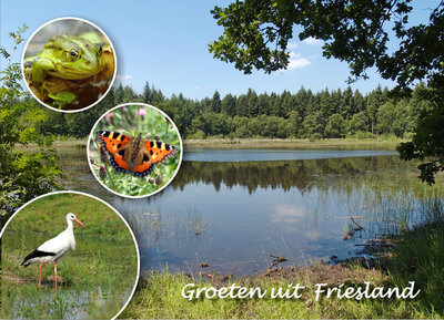 Ansichtkaart groeten uit Friesland