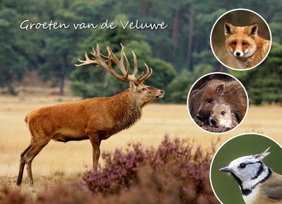 ansichtkaart Edelhert op de Veluwe