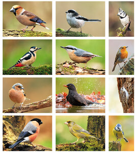 Ansichtkaarten vogels