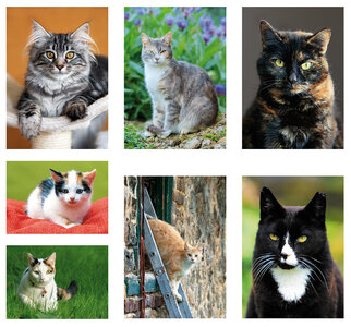 katten ansichtkaarten - set met 7 katten kaarten