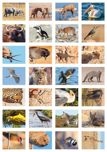 Beloningsstickers Afrikaanse dieren - 28 stickers op een vel