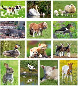 kaartenset dieren