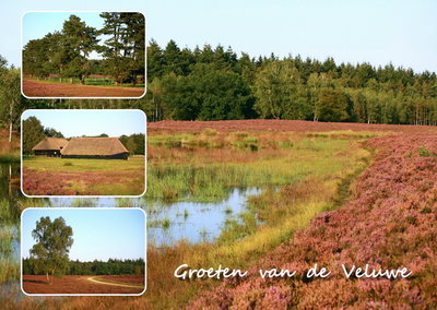 ansichtkaart Veluwe, postcard Veluwe, Postkarte Veluwe, Ansichtskarte