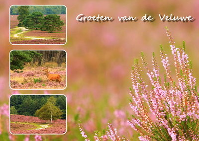 Ansichtkaart heide op de Veluwe, Postcard heather on the Veluwe, Postkarte Veluwe mit Heidekraut