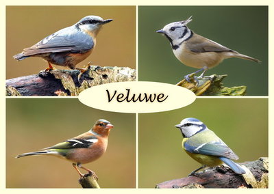 ansichtkaart vogels op de Veluwe, birds on the Veluwe, Vögel auf der Veluwe