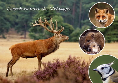 ansichtkaart Edelhert op de Veluwe, postcard deer on the Veluwe, postkarte rotwild auf der Veluwe