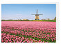 Blanco wenskaarten  - molen