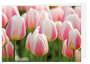 Blanco wenskaarten - tulpen 