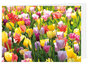 Blanco wenskaarten  - tulpenveld