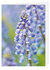 Blanco wenskaarten  - blauwe druifjes