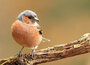 ansichtkaarten vogels - vink