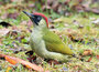 Vogel ansichtkaarten - groene specht