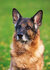 Honden kaarten | ansichtkaarten van honden