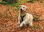 Honden kaarten | ansichtkaarten van honden