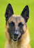 Honden kaarten | ansichtkaarten van honden