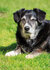 Honden kaarten | ansichtkaarten van honden