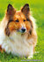 Honden ansichtkaarten - Shetland sheepdog
