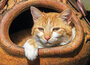 Katten kaarten | ansichtkaarten van katten