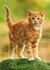 ansichtkaarten katten