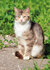 ansichtkaarten katten