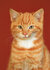 ansichtkaarten katten