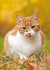 ansichtkaarten katten