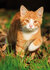 ansichtkaarten katten