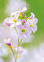 bloemen kaarten