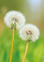 bloemen kaarten