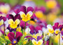 bloemen kaarten