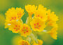 bloemen kaarten