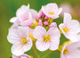 bloemen kaarten