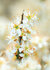 bloemen kaarten