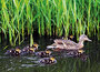 dieren kaarten - eendjes