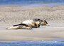 ansichtkaarten dieren - zeehonden