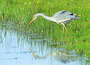 dieren kaarten - reiger